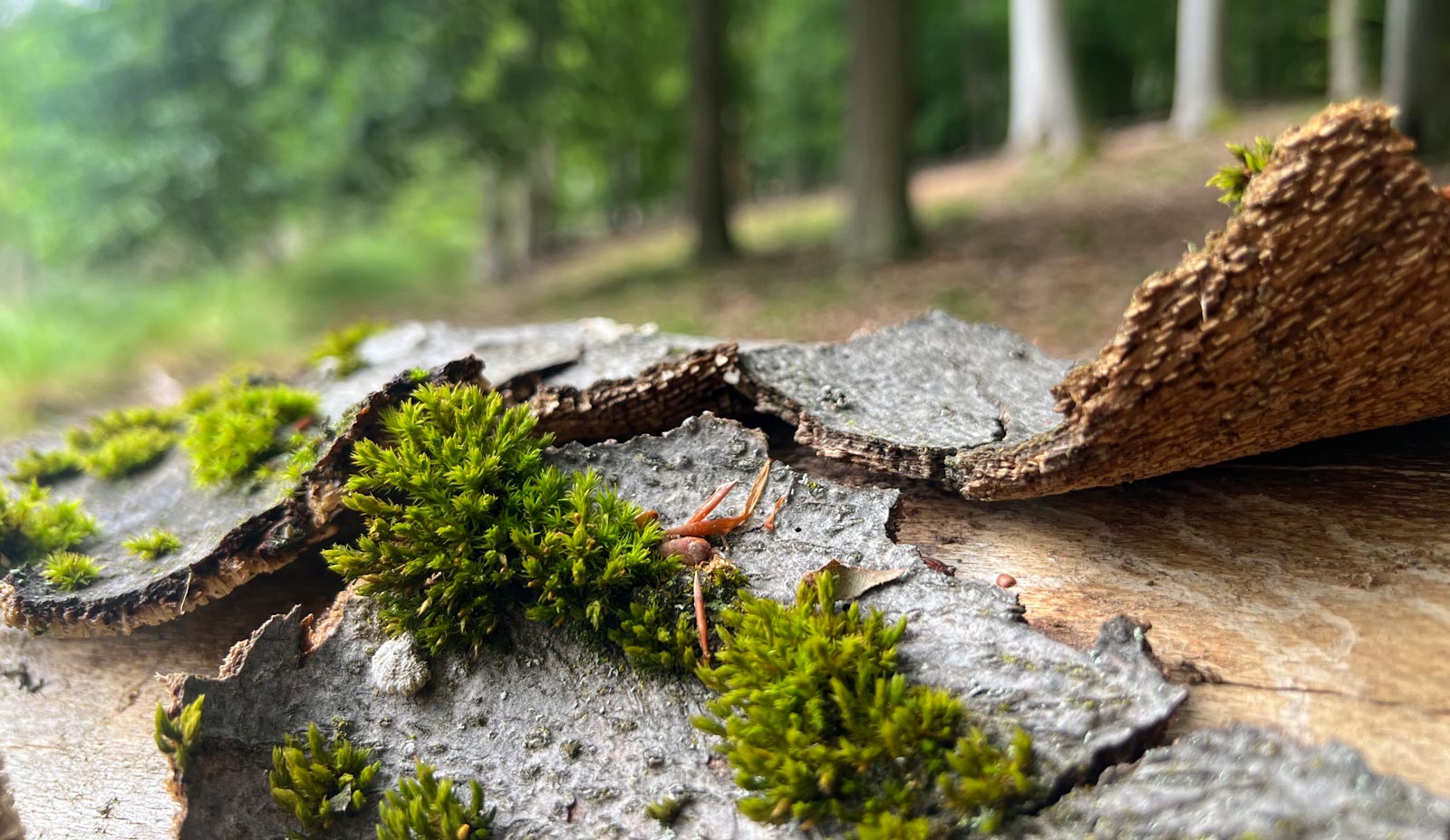 Moos und Rinde im Wald