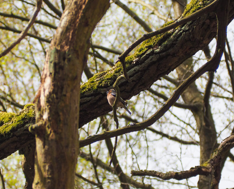 Vogel auf Ast im Wald.