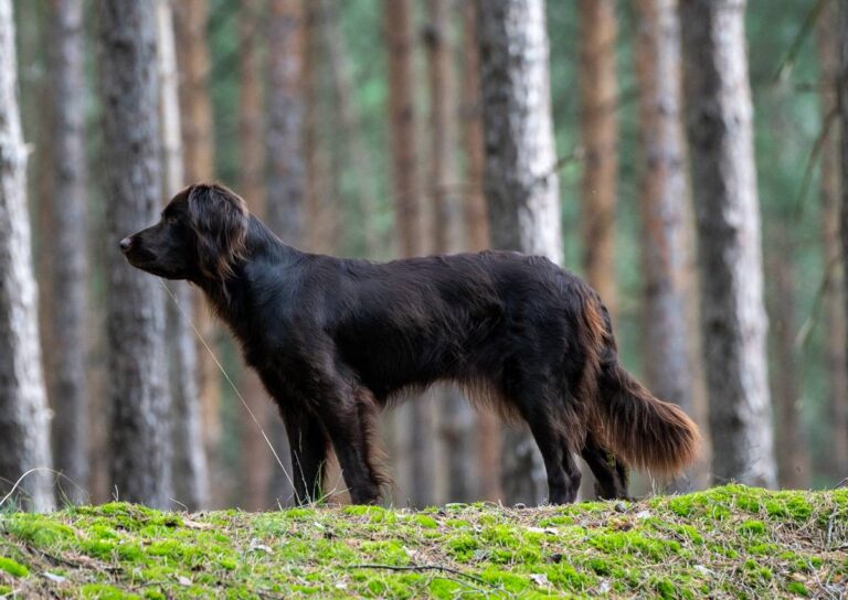 Hund im Wald steht auf Moos