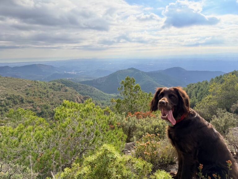 Hund in Berglandschaft mit weitem Ausblick