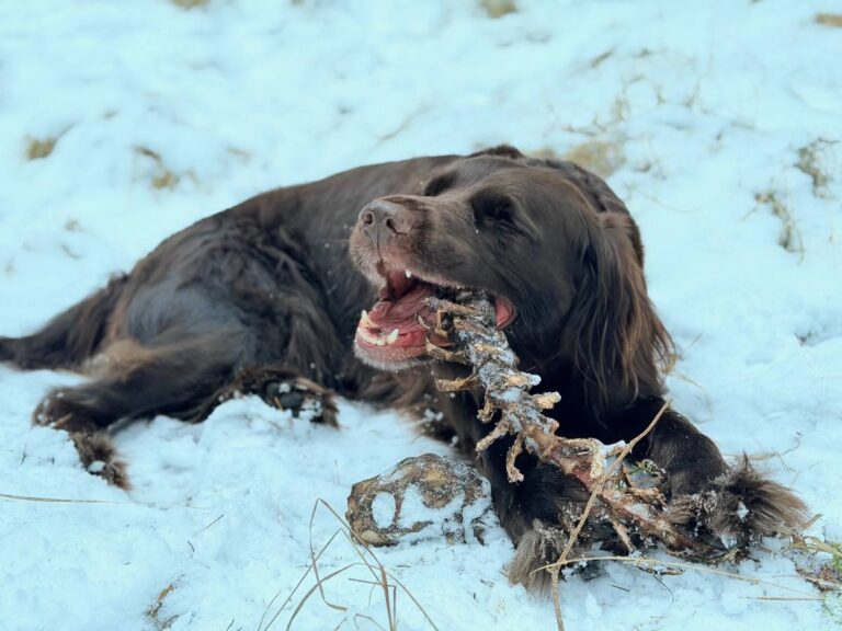 Hund im Schnee kaut auf Skelett.
