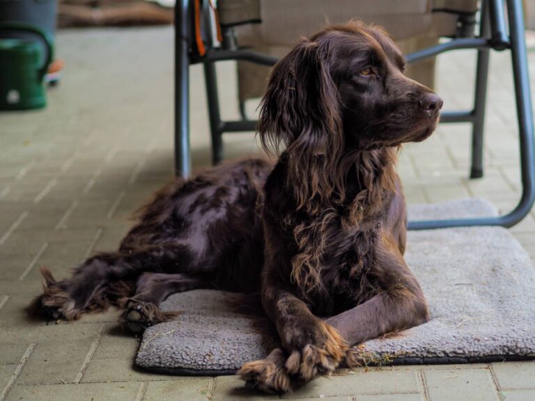 Brauner Hund liegt entspannt auf Matte.