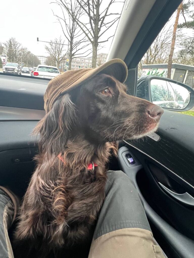 Hund mit Hut schaut aus dem Autofenster.