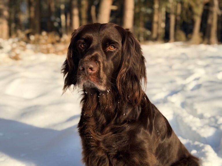 Brauner Hund sitzt im verschneiten Wald.