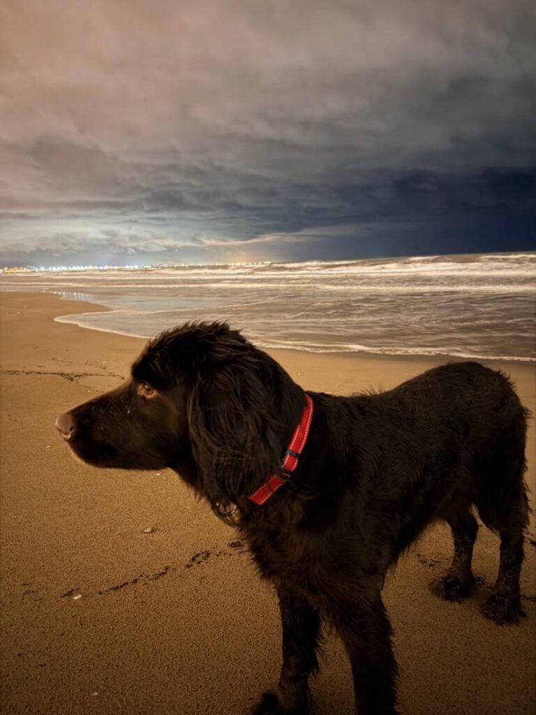 Hund am Strand bei Sonnenuntergang