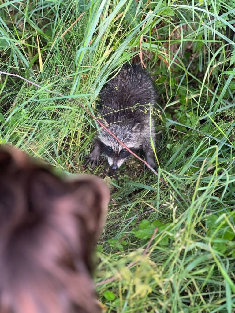 Hund blickt auf Waschbär im Gras