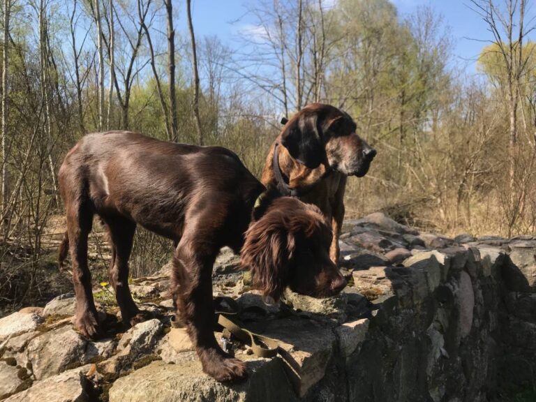 Zwei Hunde auf einer Steinmauer im Wald.