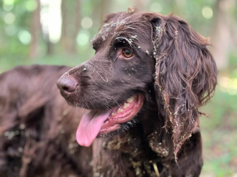 Brauner Hund mit nassem Fell im Wald