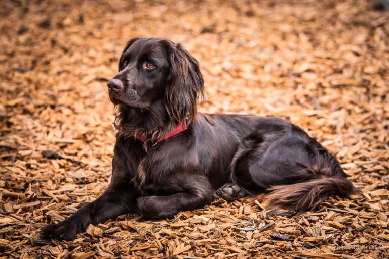 Brauner Hund liegt auf Holzschnitzeln