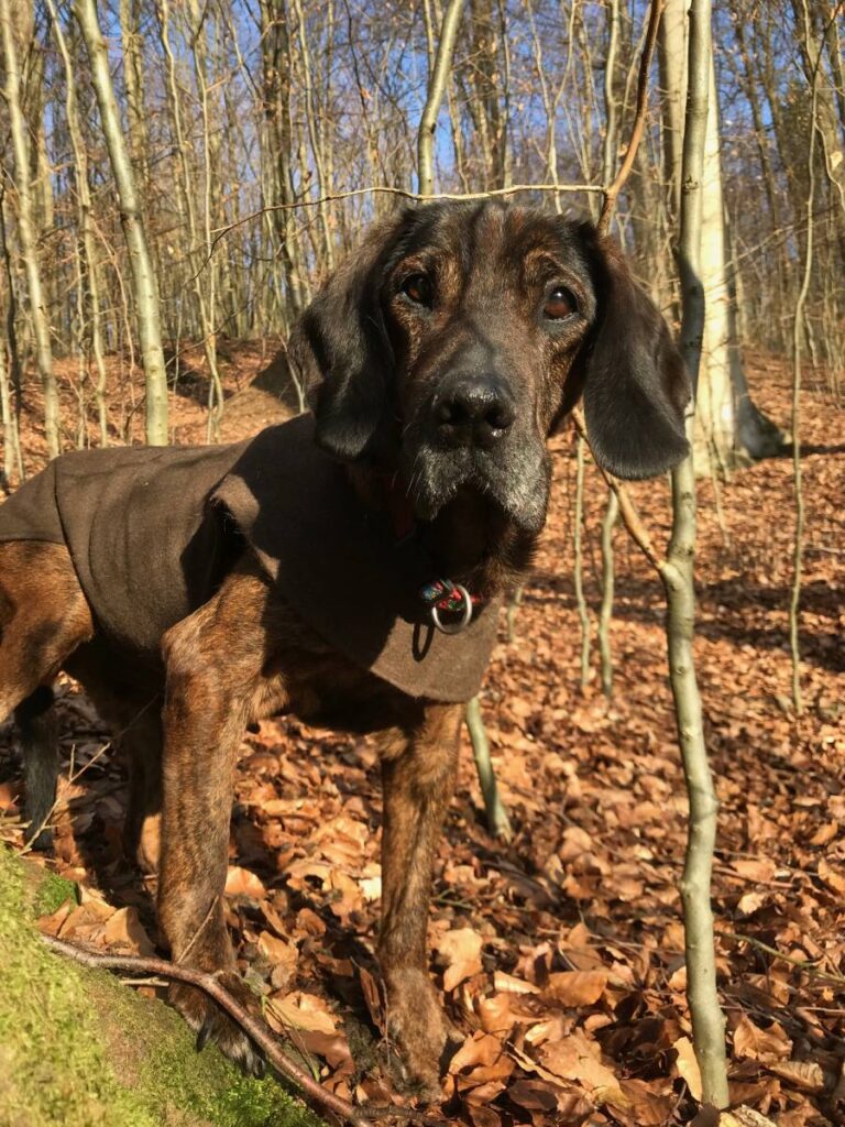 Alter Schweißhund im Wald