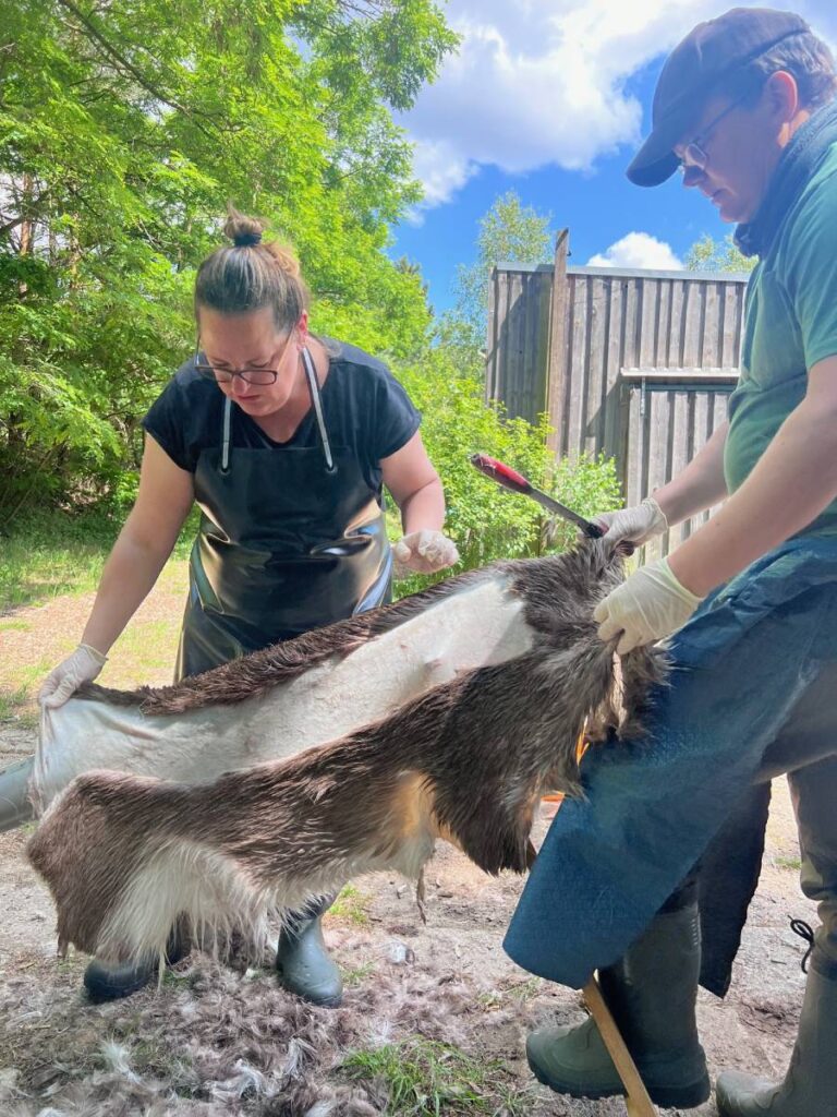 Ein Mann und eine Frau enthaaren ein Fell am Gerbbock
