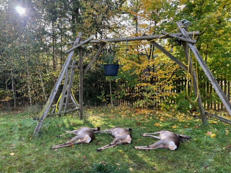 Holzgestell im Wald mit Wildtieren auf Gras liegend