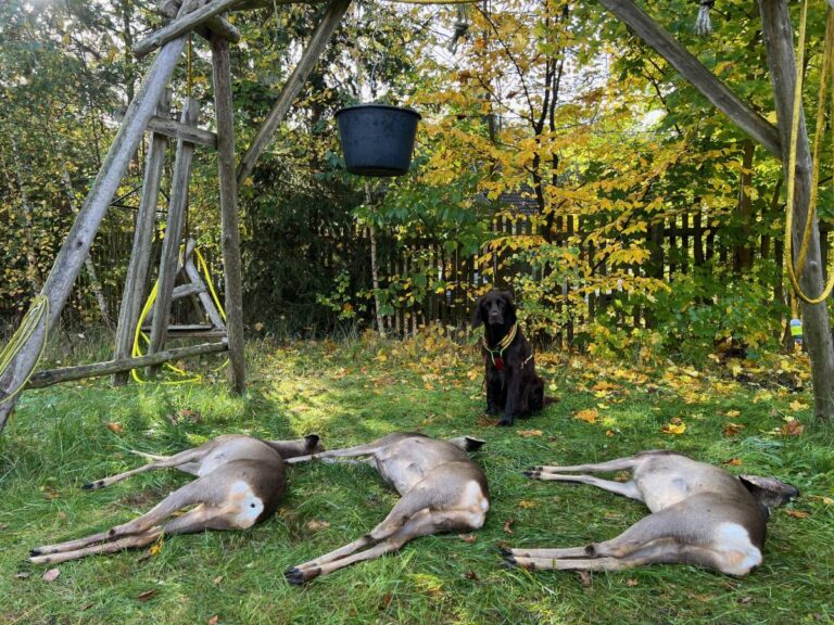 Hund sitzt neben drei toten Rehen im Wald.