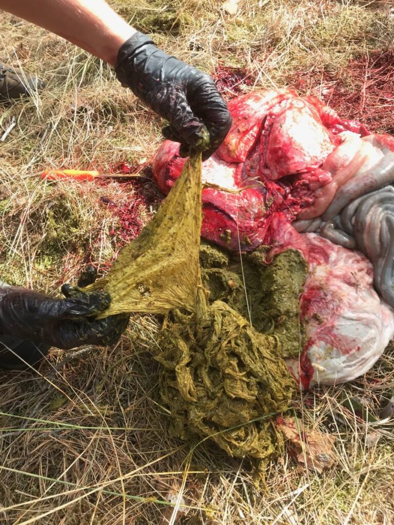 Tierorganuntersuchung auf Grasland