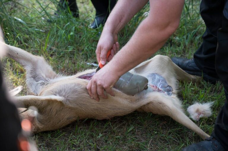 Jagdausflug: Mensch zerlegt Wildtier im Gras.