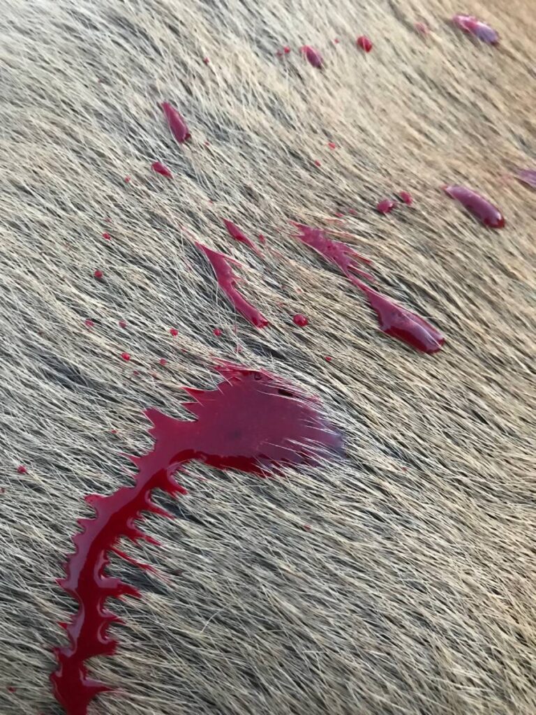 Rotes Flüssigkeitstropfen auf Tierfell