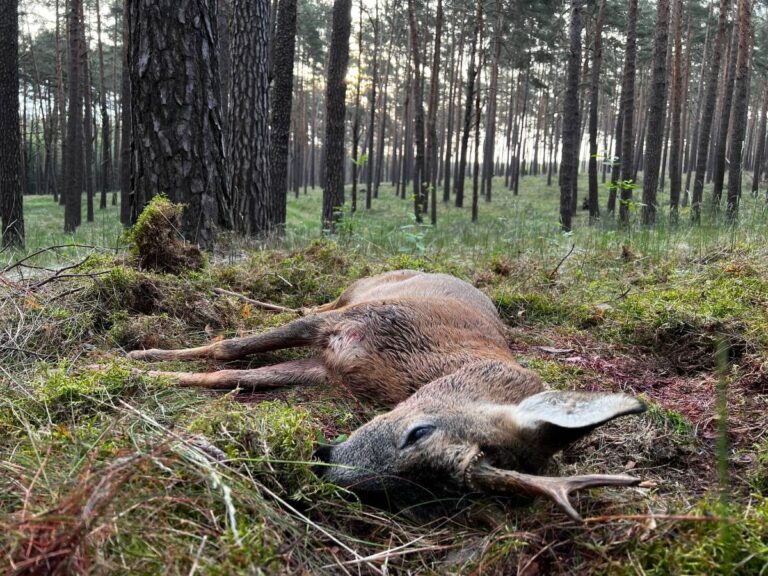 Totes Reh im Wald zwischen Bäumen und Moos.