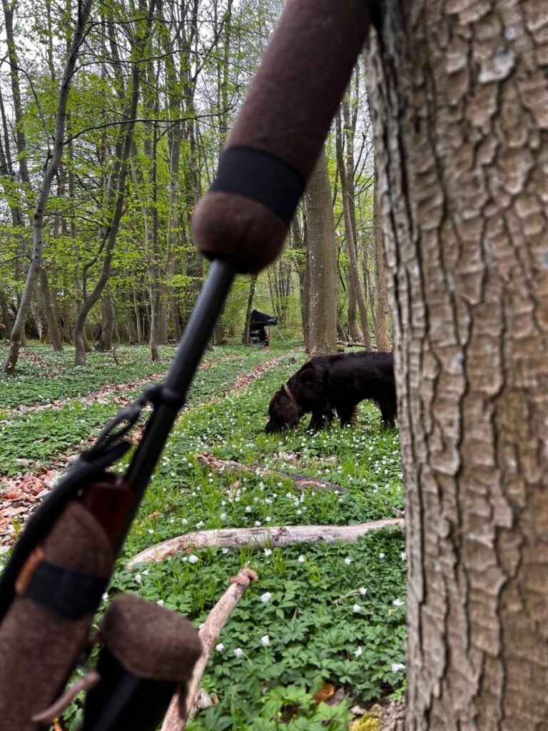 Hund schnüffelt im Frühlingswald, Luftgewehr im Vordergrund.