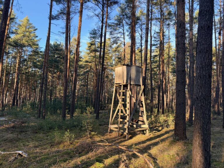 Hochsitz im Wald bei Sonnenschein