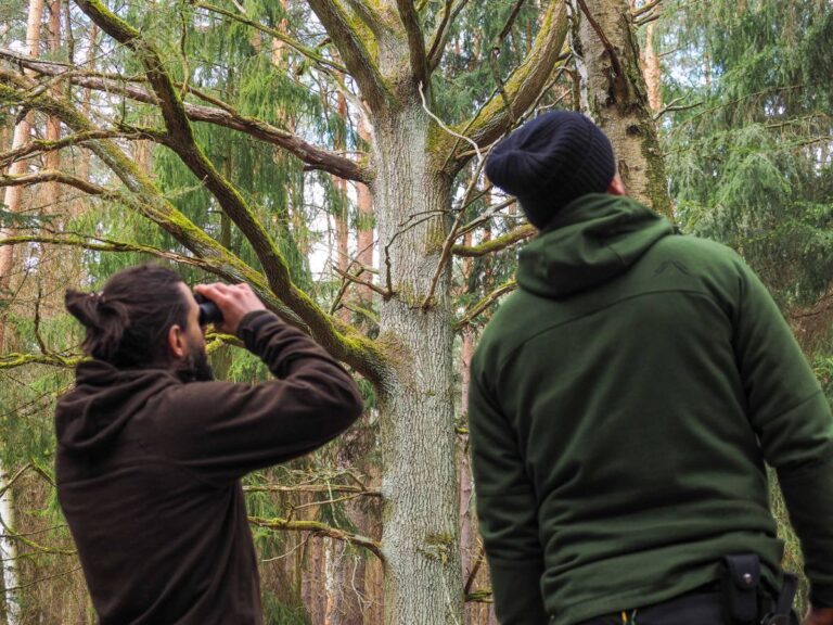 Zwei Personen beobachten Bäume im Wald.