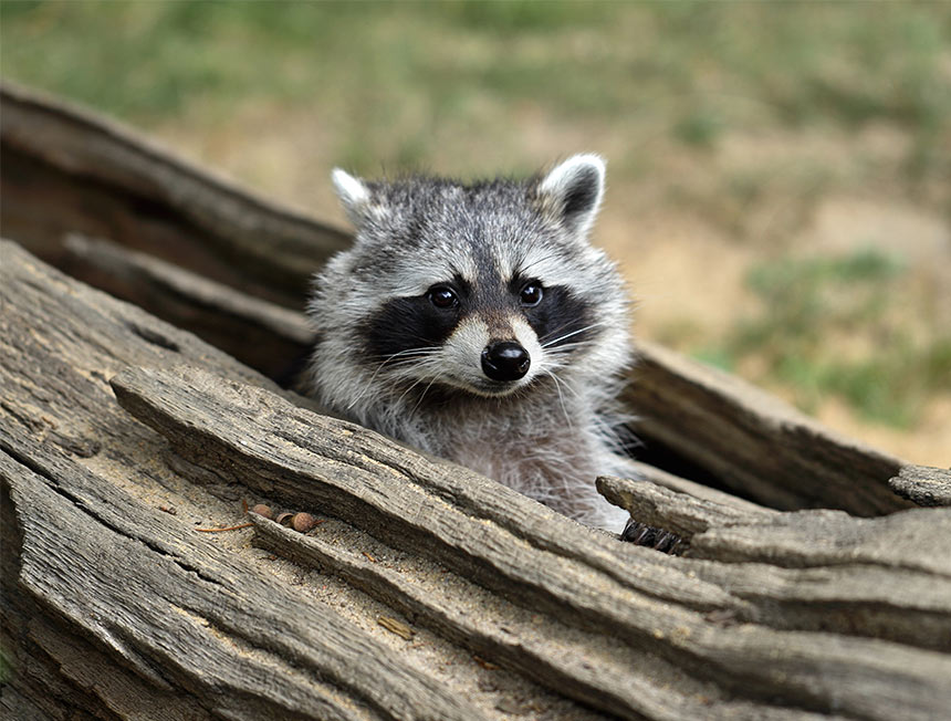 Waschbär schaut aus Baumstamm hervor
