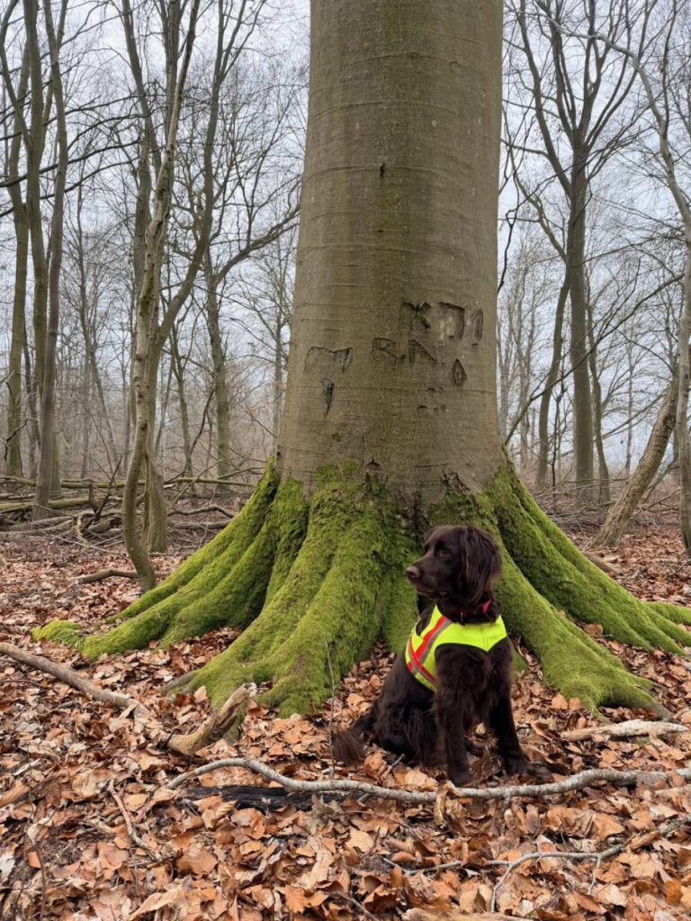 Hund mit Weste vor moosigem Baum im Wald