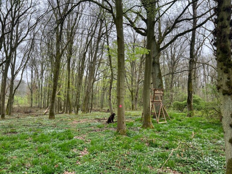 Frühlingswald mit Hochsitz und Hund