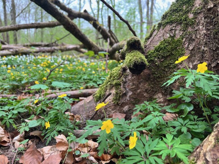 Moosbewachsener Baumstamm mit gelben Blumen im Wald