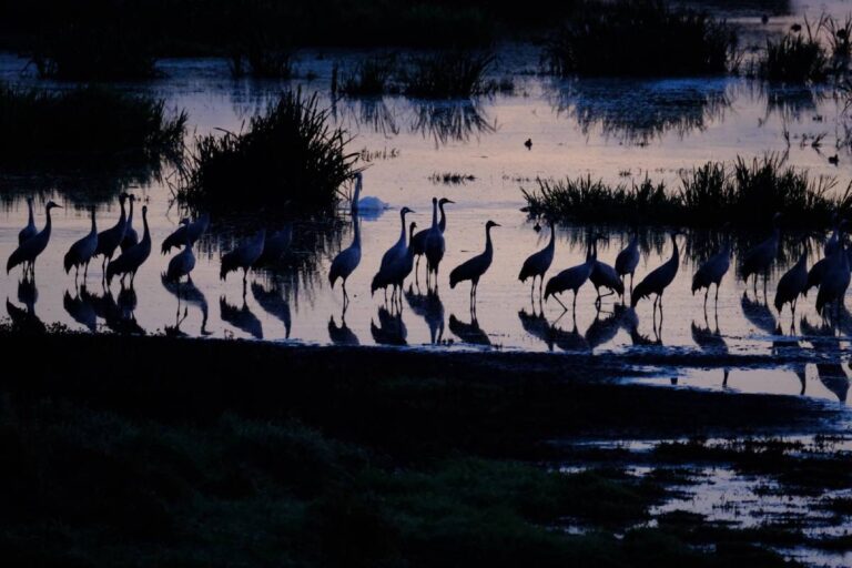 Kraniche im Sonnenuntergang am Wasser