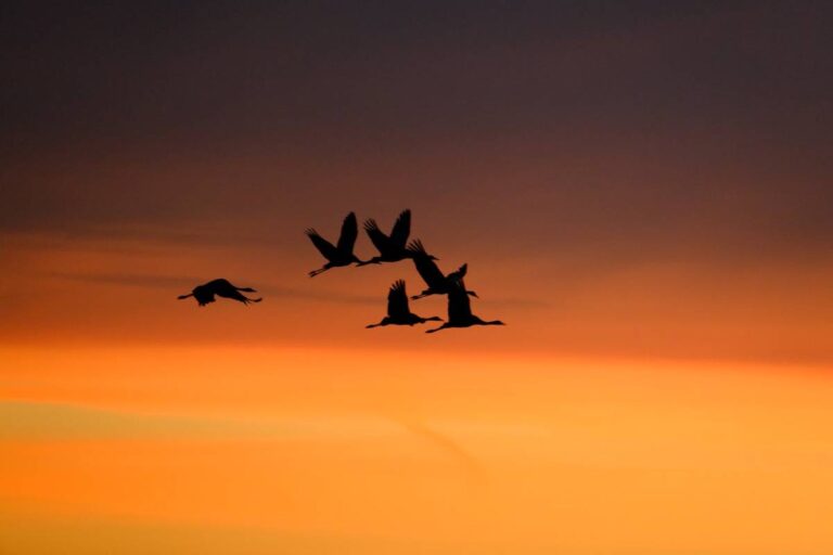 Vögel fliegen bei Sonnenuntergang