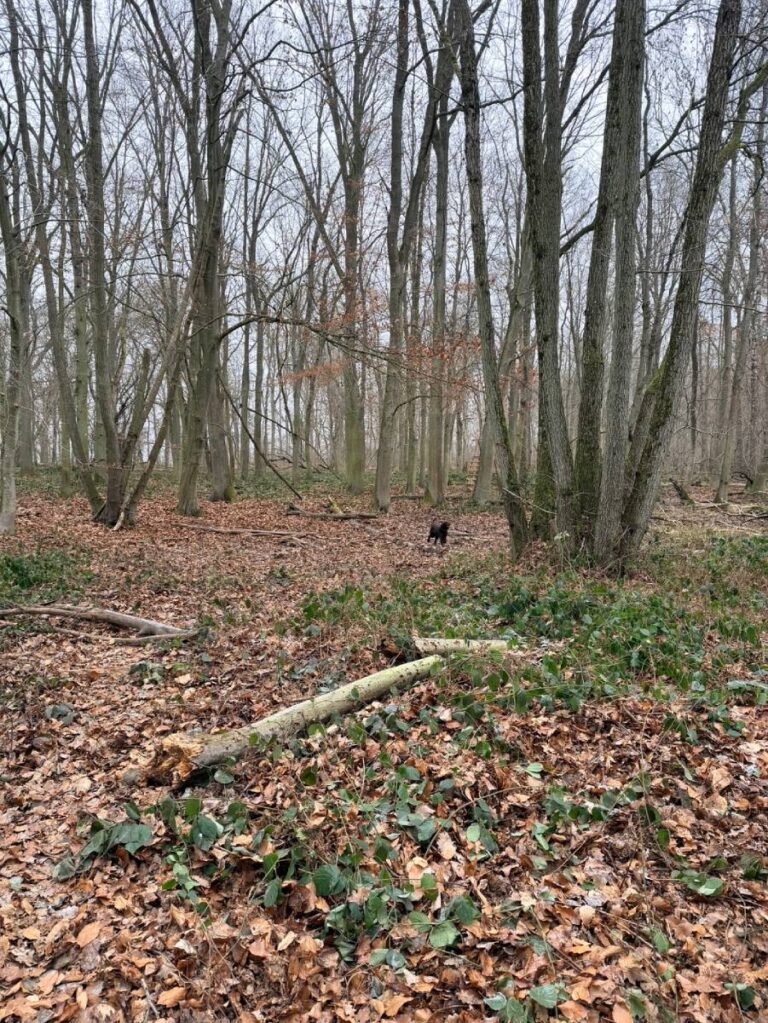 Hund im herbstlichen Wald