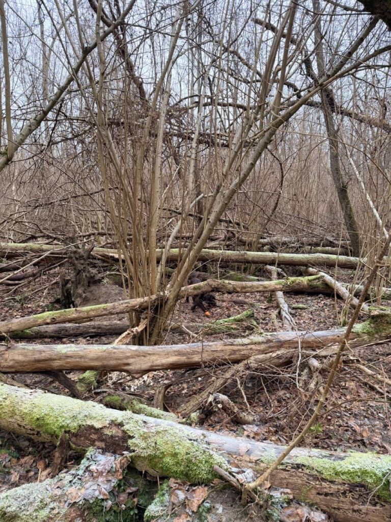Winterlicher Wald mit umgestürzten Bäumen und Gestrüpp.