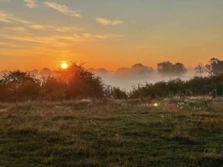 Sonnenaufgang hinter Bäumen und Nebel auf Wiese.