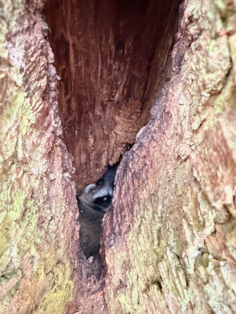 Tier im Baumspalt versteckt