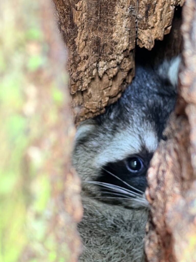 Versteckter Waschbär schaut aus Baumspalte heraus