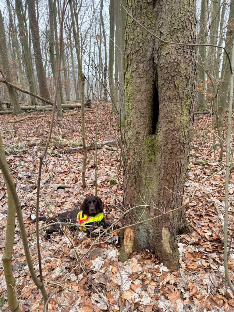 Hund im Wald neben einem Baumstamm