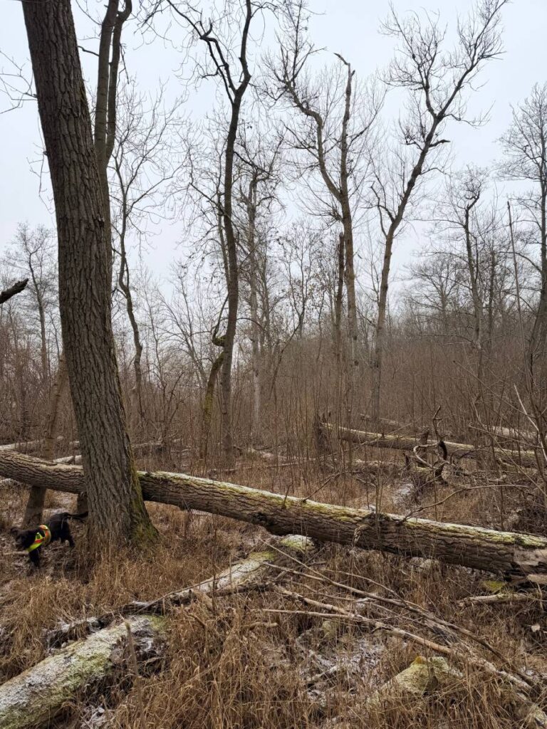 Kahler Wald mit umgestürzten Bäumen im Winter