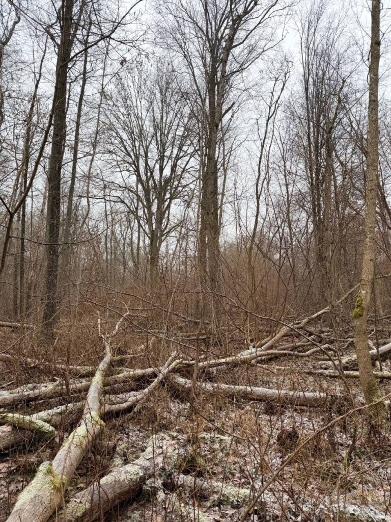 Winterwald mit umgestürzten Bäumen und kahlen Ästen