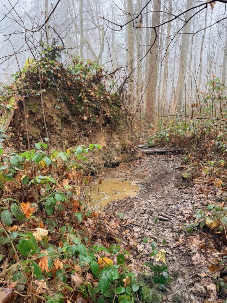Umgestürzter Baum im nebligen Wald