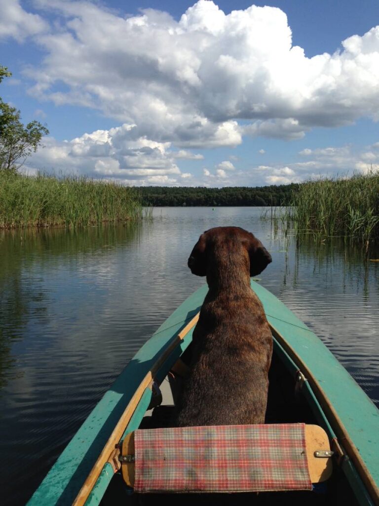 Hund sitz vorne in einem Faltboot auf einem See