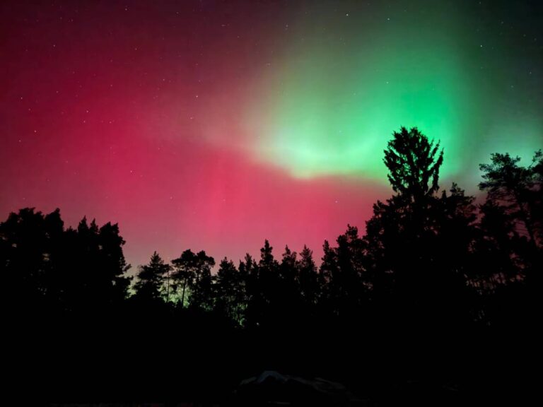 Nordlicht über Wald in Nacht
