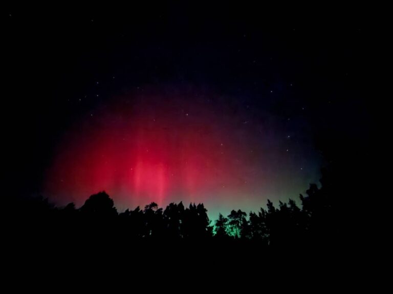 Leuchtende Nordlichter über silhouettierten Bäumen, rotes und grünes Leuchten.