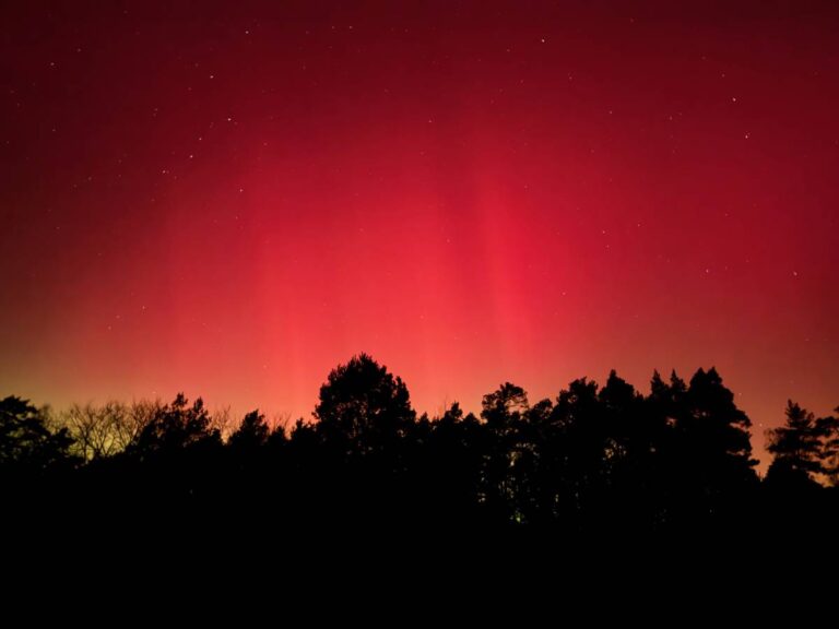 Rot leuchtender Nachthimmel über Bäumen