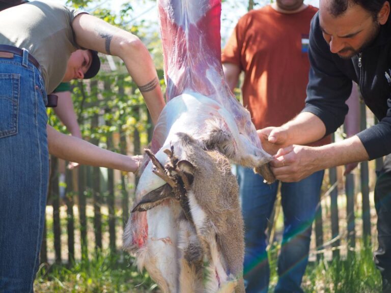 Personen häuten ein hängendes Reh