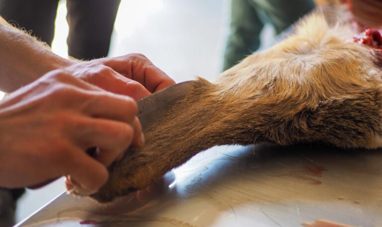Wildtierpräparation auf einem Tisch