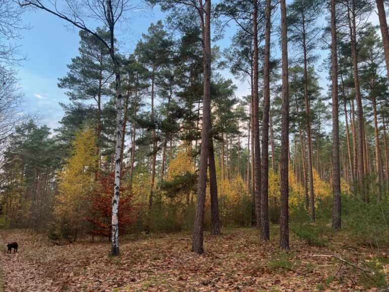 Herbstlicher Wald mit Hund auf Laubweg.