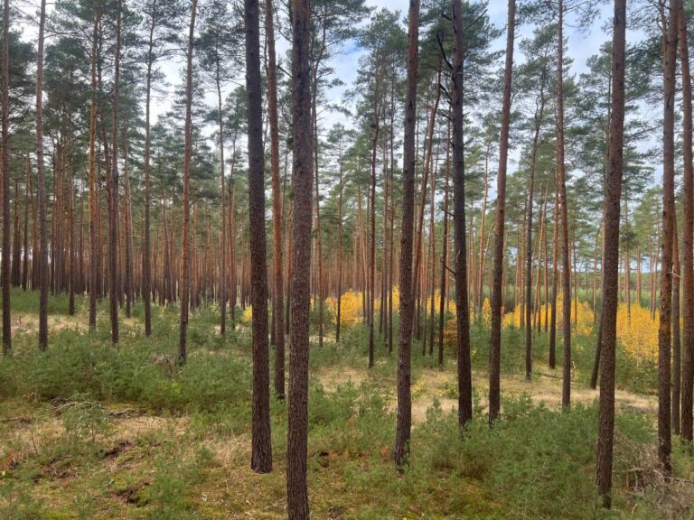 Dichter Nadelwald mit gelben Blättern im Hintergrund