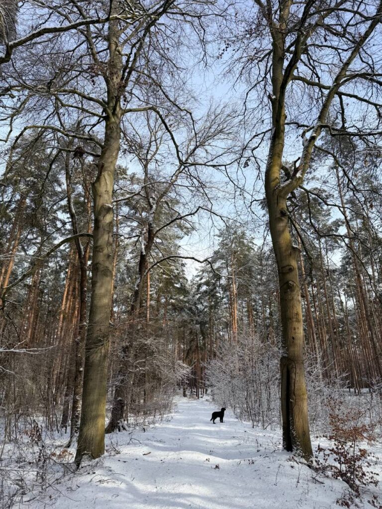 Winterlicher Waldweg mit Hund