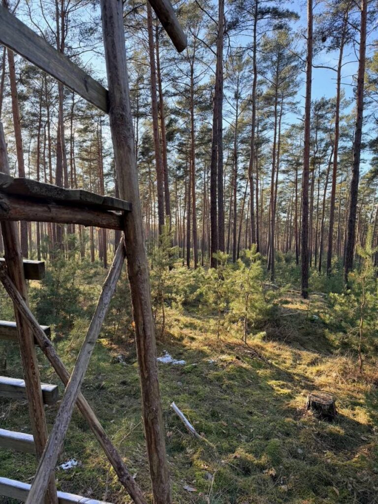 Hochsitz im sonnigen Kiefernwald