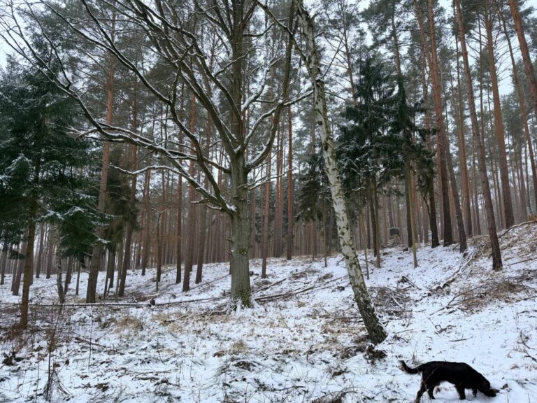 Schneebedeckter Wald mit Hund im Vordergrund.